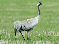 Khám phá vẻ đẹp và sinh cảnh của các loài sếu trên thế giới