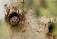 Loài cú sát thủ săn mồi hay giấu thức ăn thừa làm 