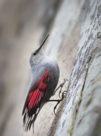 Những điều lý thú về loài chim có kỹ năng trèo tường rất giỏi