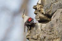 Những điều lý thú về loài chim có kỹ năng trèo tường rất giỏi