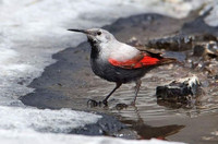 Những điều lý thú về loài chim có kỹ năng trèo tường rất giỏi