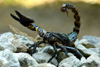 Khám phá về các loài bọ cạp trên thế giới