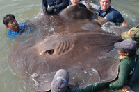 Khám phá bí ẩn của các loài cá đuối trên thế giới