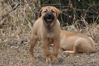 Đặc tính chỉ có ở giống chó quý vùng Tây Bắc