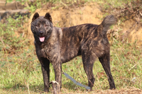 Đặc tính chỉ có ở giống chó quý vùng Tây Bắc