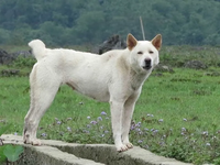 Đặc tính chỉ có ở giống chó quý vùng Tây Bắc