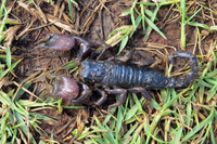 Khám phá về các loài bọ cạp trên thế giới