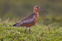 Những loài chim bay cao nhất thế trong giới tự nhiên