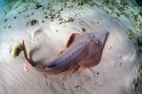 Khám phá bí ẩn của các loài cá đuối trên thế giới