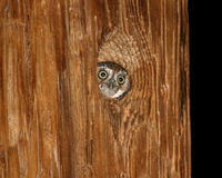 Loài cú sát thủ săn mồi hay giấu thức ăn thừa làm 