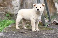 Đặc tính chỉ có ở giống chó quý vùng Tây Bắc