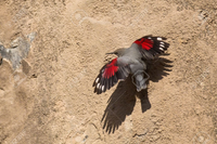 Những điều lý thú về loài chim có kỹ năng trèo tường rất giỏi