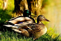 Những loài chim bay cao nhất thế trong giới tự nhiên