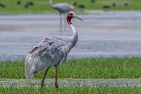 Khám phá vẻ đẹp và sinh cảnh của các loài sếu trên thế giới