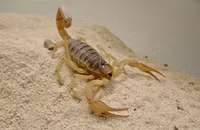 Khám phá về các loài bọ cạp trên thế giới