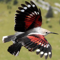 Những điều lý thú về loài chim có kỹ năng trèo tường rất giỏi