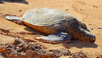 Loài rùa biển cực quý hiếm làm tổ ở 80 quốc gia, trong đó có Việt Nam