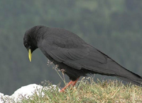 Những loài chim bay cao nhất thế trong giới tự nhiên