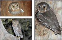 Loài cú sát thủ săn mồi hay giấu thức ăn thừa làm 