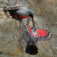 Những điều lý thú về loài chim có kỹ năng trèo tường rất giỏi