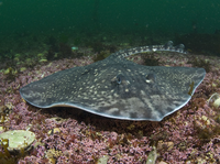 Khám phá bí ẩn của các loài cá đuối trên thế giới