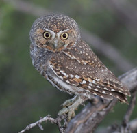 Loài cú sát thủ săn mồi hay giấu thức ăn thừa làm 