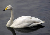 Những loài chim bay cao nhất thế trong giới tự nhiên