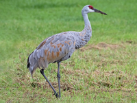 Khám phá vẻ đẹp và sinh cảnh của các loài sếu trên thế giới