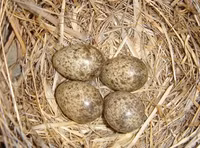 Khám phá về loài chim mệnh danh một trong 