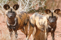 Những điều chưa biết về loài săn mồi đáng sợ nhất trong tự nhiên ở châu Phi