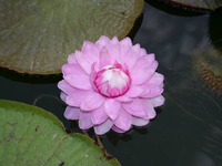 Khám phá kỳ hoa dị thảo ẩn náu trong rừng già Amazon