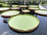 Khám phá kỳ hoa dị thảo ẩn náu trong rừng già Amazon