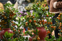 Những điều chưa biết về các loài cây cam, chanh