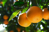 Những điều chưa biết về các loài cây cam, chanh