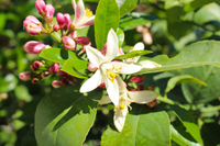 Những điều chưa biết về các loài cây cam, chanh