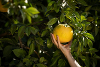 Những điều chưa biết về các loài cây cam, chanh