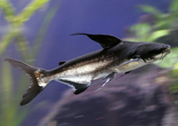 Bí mật về những loài 