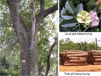 Loại gỗ quý giá đắt ngang “kim cương” ở Việt Nam, 800 năm mới có thể thu hoạch 
