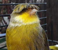 Loài chim ngộ nghĩnh nhất thế giới động vật, sở hữu cái đầu 