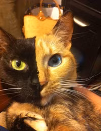 Những động vật 