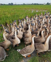 Khám phá loài ngỗng mệnh danh “cỗ máy cắt cỏ” siêu khủng