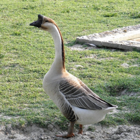 Khám phá loài ngỗng mệnh danh “cỗ máy cắt cỏ” siêu khủng