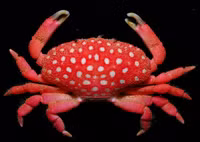 Những động vật 