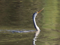 Loài chim kỳ dị cổ trông như con rắn, nằm trong Sách đỏ Việt Nam