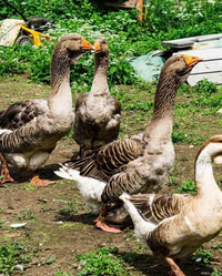 Khám phá loài ngỗng mệnh danh “cỗ máy cắt cỏ” siêu khủng