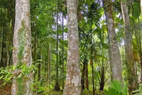 Loại gỗ quý giá đắt ngang “kim cương” ở Việt Nam, 800 năm mới có thể thu hoạch 