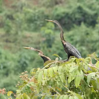 Loài chim kỳ dị cổ trông như con rắn, nằm trong Sách đỏ Việt Nam