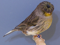 Loài chim ngộ nghĩnh nhất thế giới động vật, sở hữu cái đầu 