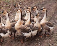 Khám phá loài ngỗng mệnh danh “cỗ máy cắt cỏ” siêu khủng