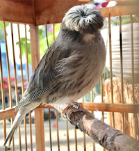 Loài chim ngộ nghĩnh nhất thế giới động vật, sở hữu cái đầu 